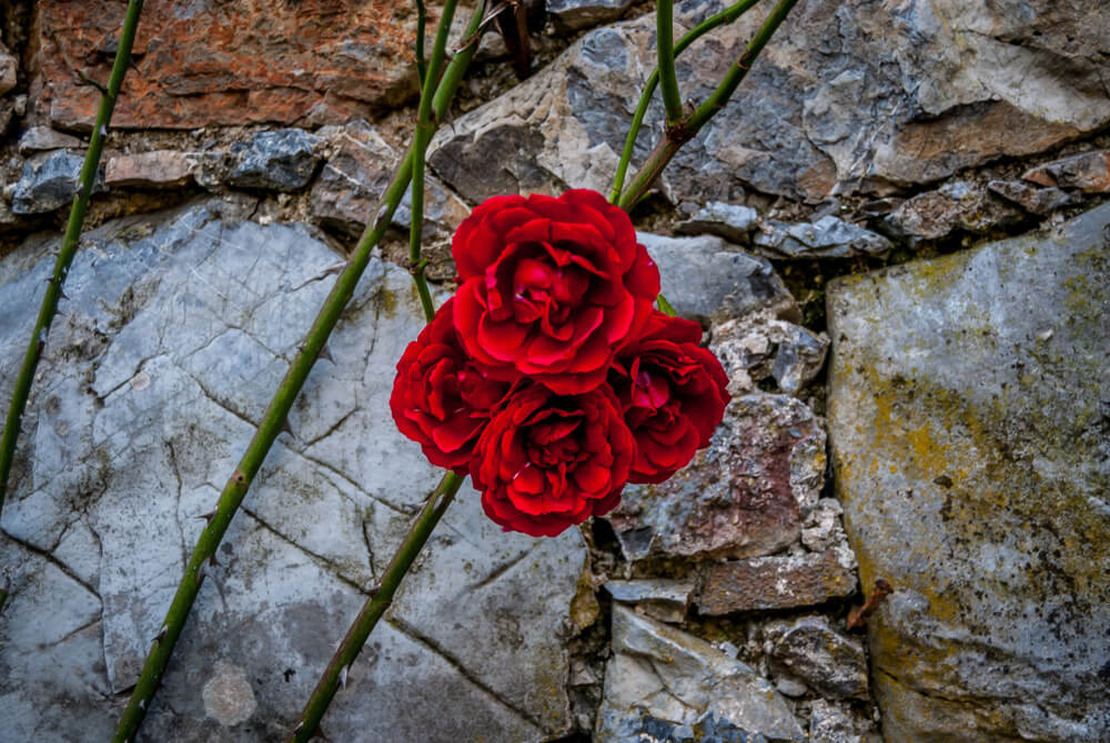 cremations around the world