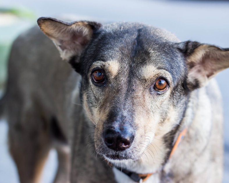 Dog Ashes In Tattoo Ink Cremation Ink